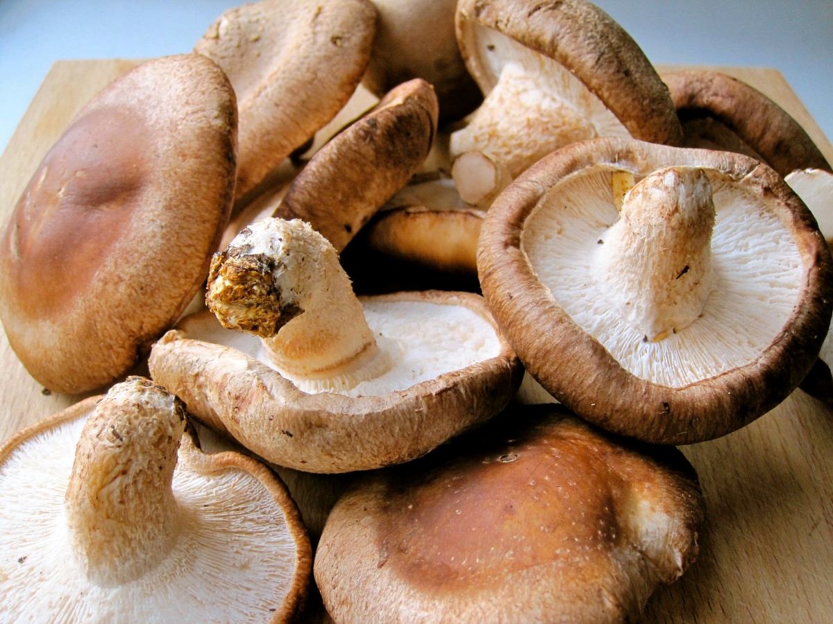 Chitaque Cabeça