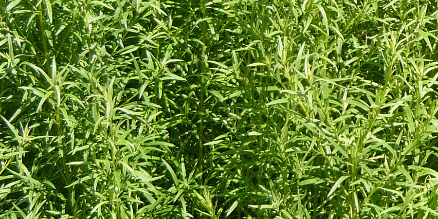 Estragão Verde